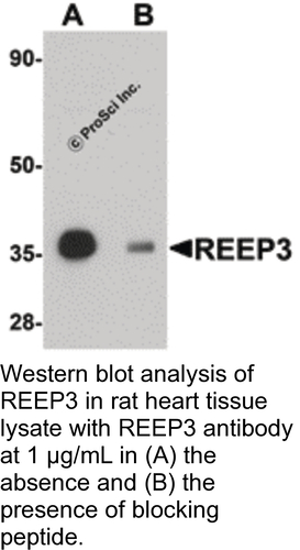 Antibody REEP3 0.1MG