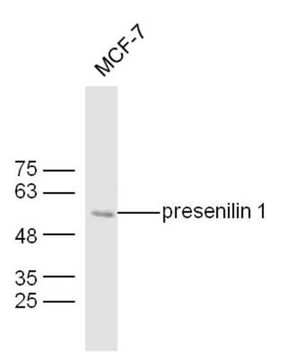 PRESENILIN 1 Antibody