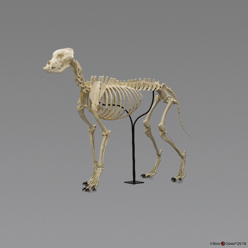 MODEL 2BXS LARGE DOG SKELETON