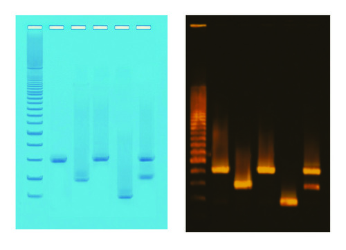 PCR BASED DNA FINGERPRINTING