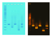 PCR-Based DNA Fingerprinting Kit