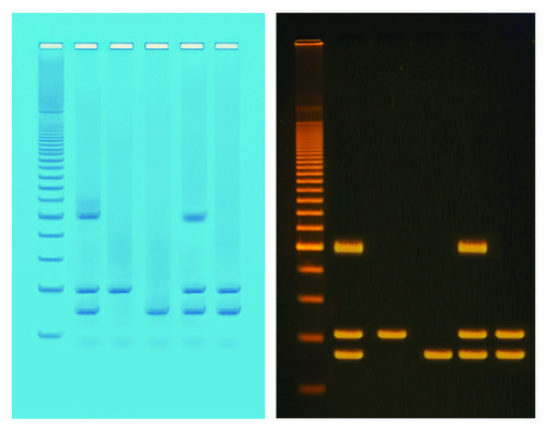 LAB ACT PCR ID OF FOOD STUFFS FROM GMOS