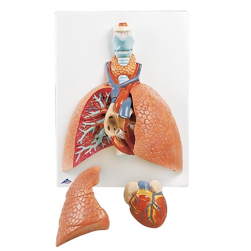 MODEL LIFE-SIZE 5PT LUNG