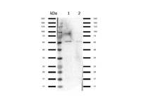 Anti-Nfe2l2 Rabbit Polyclonal Antibody