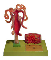 Somso® Hydra Model