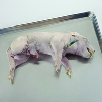 Preserved Fetal Pig