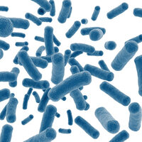 miniPCR® True Blue™ Transformation Lab: Genetically Engineering Bacteria