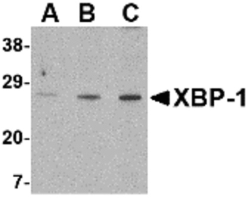 XBP-1 antibody