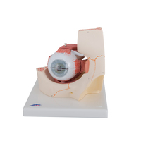 3B Scientific® Introductory Eye In Orbit Model