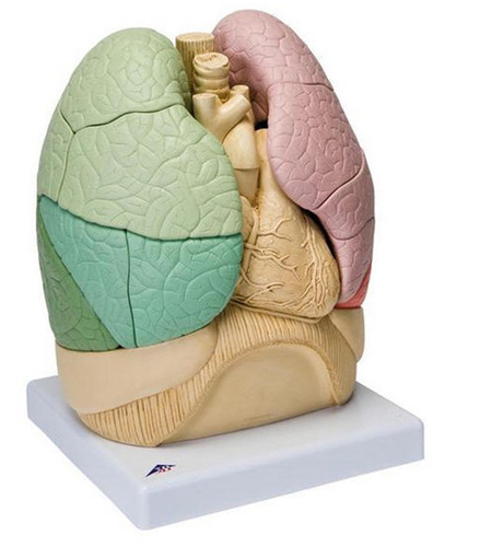 Segmented Lung Model