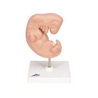 3B Scientific® Embryo Model
