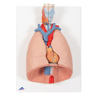 3B Scientific® Thoracic Organs Model