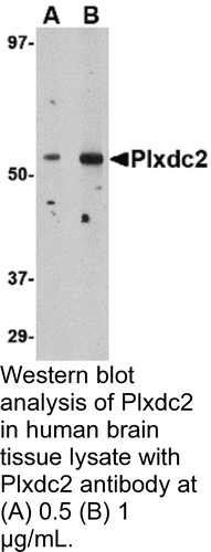 Antibody PLXDC2 0.1MG