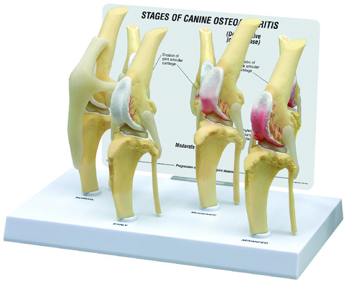 GPI Anatomicals® Canine 4-Stage Knee Model