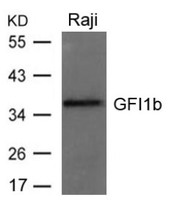 Anti-GFI1B Rabbit Polyclonal Antibody