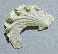 Ostrea falcata (Cretaceous)