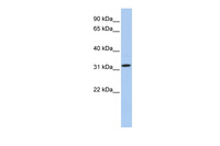 Anti-C15ORF26 Rabbit Polyclonal Antibody