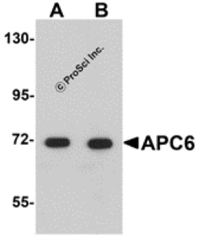 APC6 antibody