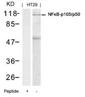 Anti-NFKB1 Rabbit Polyclonal Antibody