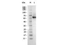 Anti-DYKDDDDK Mouse Monoclonal Antibody (HRP (Horseradish Peroxidase)) [clone: 14A231]