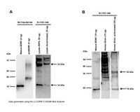 Anti-BDNF Rabbit Polyclonal Antibody