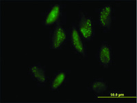 Anti-SH2B1 Mouse Polyclonal Antibody