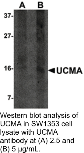 Antibody UCMA 0.1MG