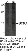 Anti-UCMA Rabbit Polyclonal Antibody
