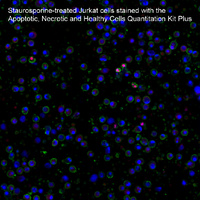 Apoptosis and Necrosis Quantitation Kits, Biotium