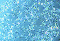 Human Uterine Smooth Muscle Cells (HUtSMC), PromoCell