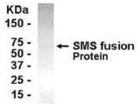 Anti-SMS Chicken Polyclonal Antibody