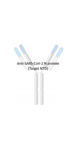 Anti-SARS-CoV-2 Human Monoclonal Antibody [clone: RV20]