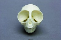 BoneClones® Animal Skulls, Mammals