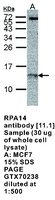 Anti-RPA14 Mouse Monoclonal Antibody [clone: 11.1]