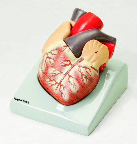 MODEL HUMAN HEART