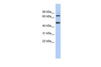 Anti-ZBTB26 Rabbit Polyclonal Antibody