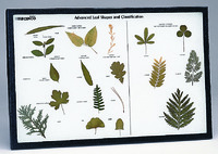 Advanced Leaf Classification Riker Mount
