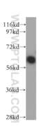 Anti-PSMD3 Rabbit Polyclonal Antibody