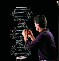 Minit® DNA Model