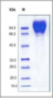 Recombinant Gp1202 (from HEK293 cells)