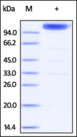Human Recombinant CD1301 (from HEK293 cells)