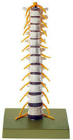 Somso® Thoracic Vertebral Column