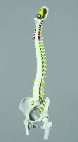 MODEL ADV SPINE W/FEMUR HEADS AND STAND