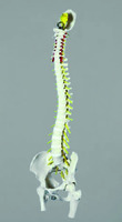 Denoyer-Geppert® Ultraflex Vertebral Column