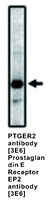 Anti-PTGER2 Mouse Monoclonal Antibody [clone: 3E6]
