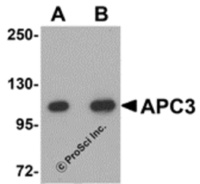 Anti-CDC27 Rabbit Polyclonal Antibody