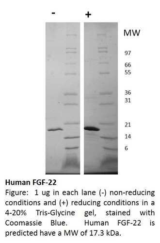 Human Recombinant FGF-22 (from <i>E. coli</i>)