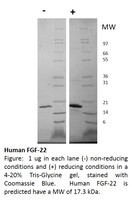 Human Recombinant FGF-22 (from E. coli)