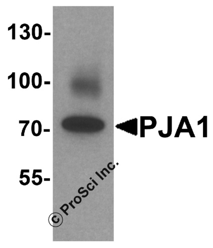 PJA1 antibody