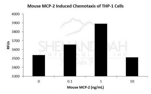 Mouse Recombinant MCP-2 / CCL8 (from <i>E. coli</i>)